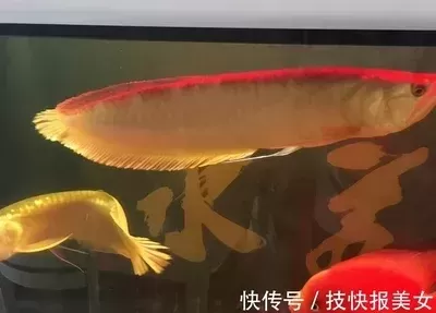 幾百塊錢的龍魚有啥 龍魚百科