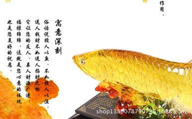 金龍魚送人要注意啥 龍魚百科