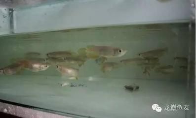 龍魚不下缸底吃食