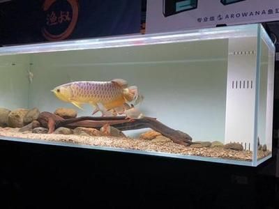 黑魔神雷龍魚飼養(yǎng)攻略 龍魚百科