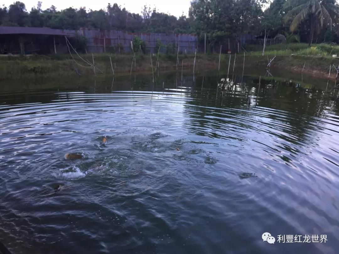 紅龍魚養(yǎng)殖基地