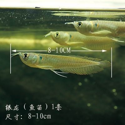 10cm銀龍魚需要多大魚缸 龍魚百科