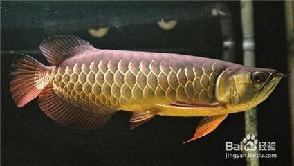 龍魚吃錦鯉嗎會(huì)死嗎為什么 龍魚百科