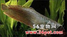 龍魚常見品種飼養(yǎng)參考文獻(xiàn) 龍魚百科