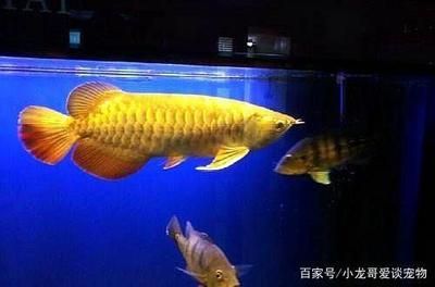 金龍魚一直喂活魚苗可以嗎