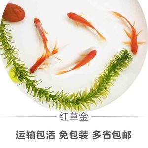 可以把飼料魚和龍魚養(yǎng)一起嗎 龍魚百科