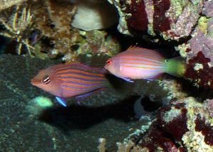 海水魚(yú)紅龍跟黃龍打架嗎