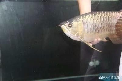 龍魚掉眼怎么恢復(fù)快一點兒 龍魚百科