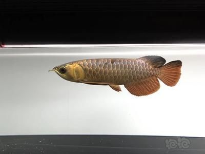 和龍魚一起養(yǎng)的魚是什么魚