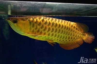 家里養(yǎng)金龍魚 龍魚百科