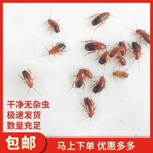 紅龍魚怎么喂魚蝦都不吃食 龍魚百科