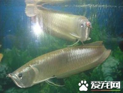 龍魚的特征是什么樣的 龍魚百科