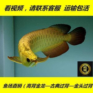 古典藍底高背金龍魚