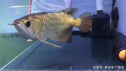 金龍魚(yú)會(huì)吃小金龍魚(yú)嗎