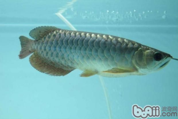 龍魚(yú)常見(jiàn)的病有哪些癥狀表現(xiàn) 龍魚(yú)百科