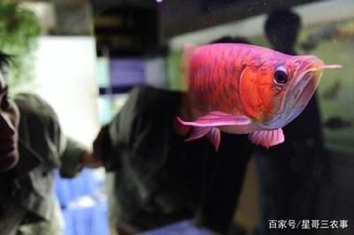 紅龍魚(yú)飼養(yǎng)技巧圖解 龍魚(yú)百科