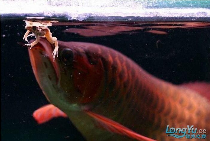 紅龍魚喂食方法