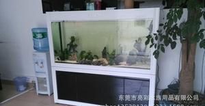 40公分的龍魚需要多大的缸