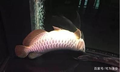 家里龍魚突然死了 龍魚百科