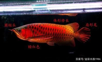 龍魚的祝福 龍魚百科