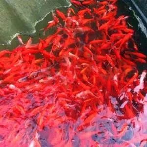 龍魚的飼料魚怎么養(yǎng)的好些