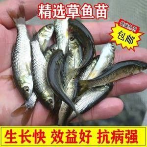 龍魚的飼料魚怎么養(yǎng)好吃又簡單 龍魚百科