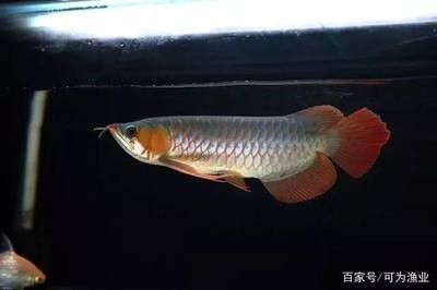 龍魚掉眼最簡單的恢復(fù)方式是什么 龍魚百科