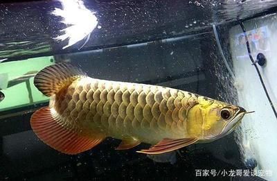 龍魚的適宜水溫是多少度左右養(yǎng) 龍魚百科