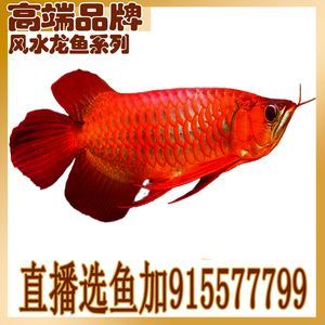 金龍魚魚苗批發(fā)價(jià)格表