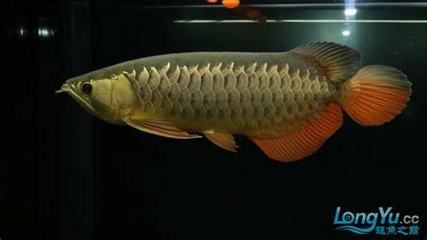 紅金龍魚什么價(jià)位最好看 龍魚百科