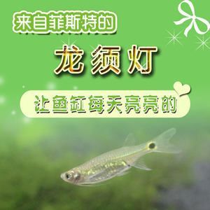 龍魚的龍須有什么作用與功效禁忌