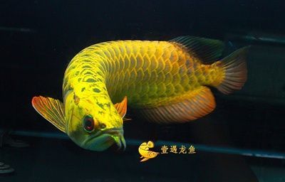 龍魚的品相怎么衡量的 龍魚百科