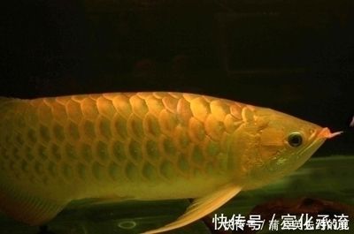 價(jià)值百萬(wàn)的金龍魚(yú) 龍魚(yú)百科