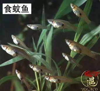 龍魚(yú)不吃蝦只吃大麥蟲(chóng)怎么回事