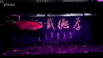 60厘米紅龍魚價格表 龍魚百科