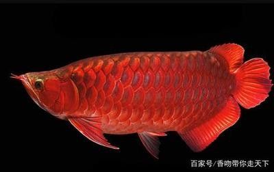 龍魚(yú)的主食是什么東西做的 龍魚(yú)百科