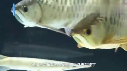 家里龍魚(yú)突然死了好不好呀 龍魚(yú)百科