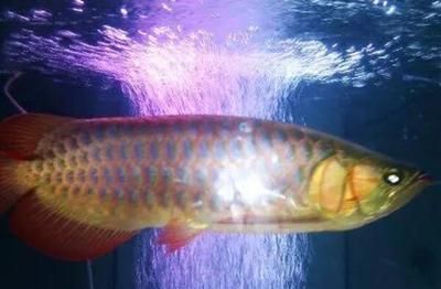 45公分紅龍魚(yú)幾天喂一次食物 龍魚(yú)百科