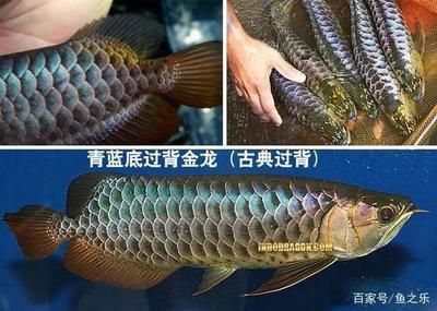 金龍魚(yú)40公分以上還會(huì)爬背和增色嗎