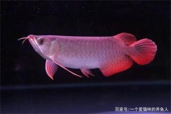 龍魚常見品種飼養(yǎng)參考文獻(xiàn)大全最新版下載 龍魚百科