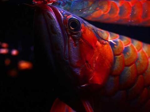 紅金龍魚養(yǎng)殖方法和技巧 龍魚百科