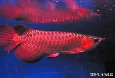 紅龍魚(yú)好養(yǎng)嗎_ 龍魚(yú)百科