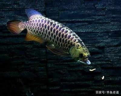 龍魚(yú)把吃的蝦吐了看起來(lái)都沒(méi)消化 龍魚(yú)百科