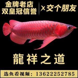 紅龍喂活魚(yú)注意事項(xiàng)