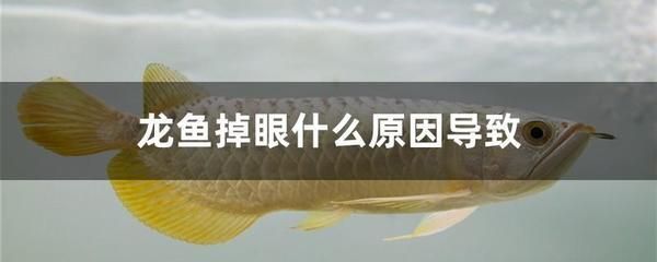 龍魚不游動就下沉怎么回事呢