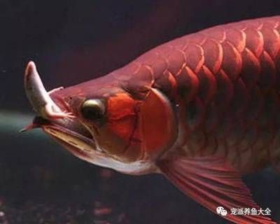 龍魚吃什么食物為主 龍魚百科