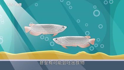 龍魚不愛游動不吃食怎么回事兒呢 龍魚百科