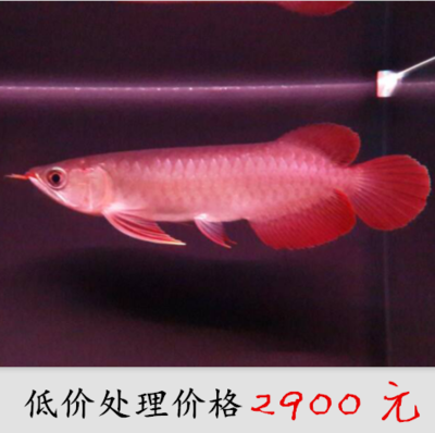 2cm龍魚苗價格