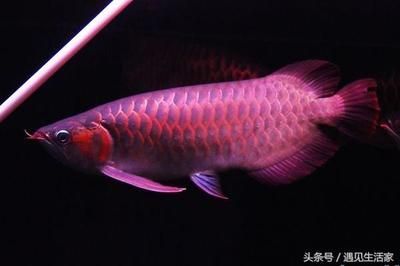 紅龍魚顏色 龍魚百科