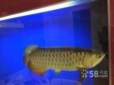 40厘米金龍魚要養(yǎng)幾年